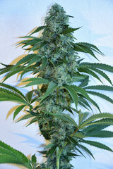 Head Banger 4# 12 +46j  (14)