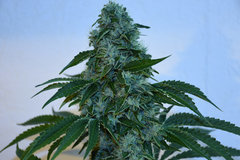 Head Banger 4# 12 +46j  (7)