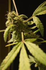 Crumbled Lime/ Karma Genetics