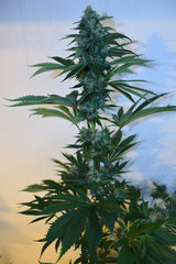 Head Banger 5# 12 +46j (13)