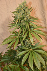 Tangie 2# 12+ 57j (6).jpg