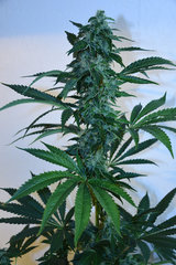 Head Banger 2# 12 +46j (2)