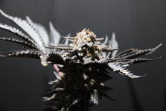 🦇 Chocolate zkittles fin de 11eme semaine de Flo 🦇