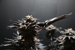 🦇Chocolate zkittles fin de 11eme🦇