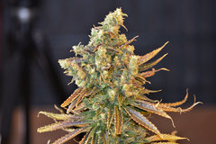 Tangie 2# 12+ 63 (15).jpg