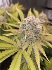 Godzilla Glue n°4 à 12/12 +57 sous LED 600W