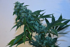Head Banger 7# 12 +46j (3)