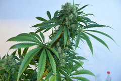 Tangie 1# 12 +46j(19)