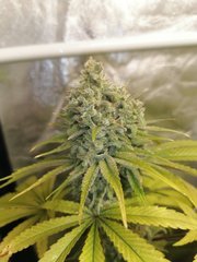 Master Kush à 12/12 +63 sous LED 300W