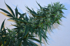UK Jones 12 +46j (4)