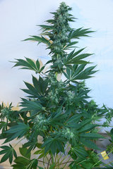 Head Banger 7# 12 +46j (20)