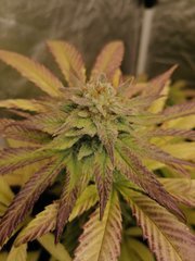 Master Kush à 12/12 +63 sous LED 300W