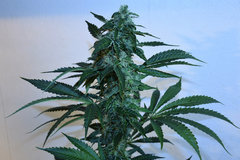 Head Banger 2# 12 +46j (9)