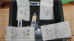 seeds en germi.jpg