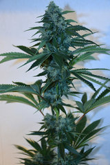 Head Banger 5# 12 +46j (12)