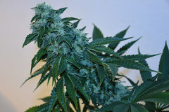 Head Banger 7# 12 +46j (4)