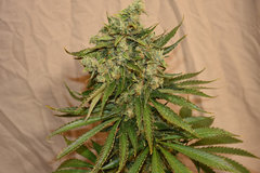Tangie 2# 12+ 57j (3).jpg