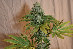 Road Dawg 4# 12+ 57j (10).jpg