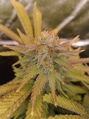 Bazooka à 12/12 +57 sous LED 600W