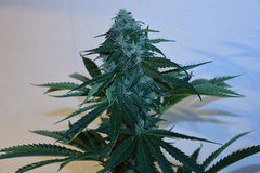 Head Banger 5# 12 +46j (10)