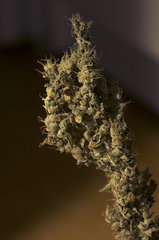 G13 Haze Barney