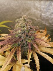 Master Kush à 12/12 +63 sous LED 300W