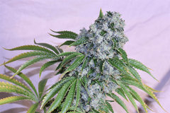 Head Banger 4# 12+ 63 (1)