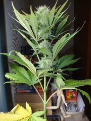 Négra44. F+42