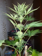 Négra44. F+42