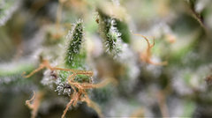 DSC_4233.jpg