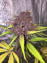 red hot cookie