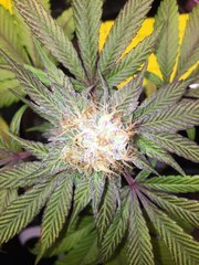 Session Purple