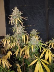IMG_20210204_194001.jpg