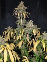 IMG_20210204_194052.jpg
