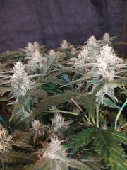 IMG_20210204_195211.jpg