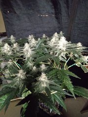 IMG_20210204_195356.jpg