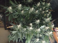 IMG_20210204_195618.jpg