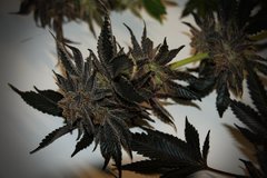 Chocolate Zkittles 15 semaines de 12/12