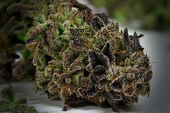 Chocolate Zkittles 12 semaines de flo