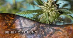 Une Colonnie de Fungi