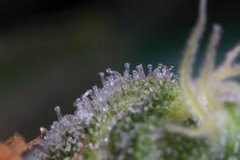 Trichomes