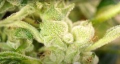 Trichomes 2