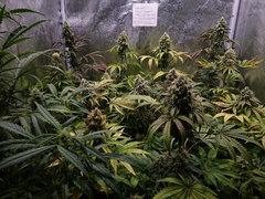 antitriche