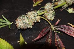 Dos Si Dos Cake 9eme semaine ( cut de confort)