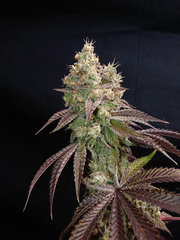 thc-1.JPG