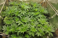 Red Hot Cookies de Sweet Seeds