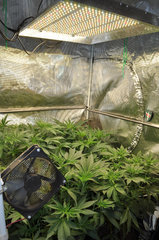 Red Hot Cookies de Sweet Seeds