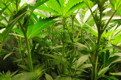 Red Hot Cookies de Sweet Seeds