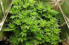 Red Hot Cookies de Sweet Seeds