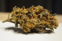 Fast Flowering Green Crack de HSO